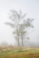 Two trees in a foggy morning. Casale Marittimo, Tuscany, Italy