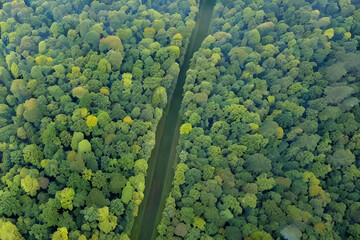 view of green forest