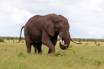 Fototapeta na wymiar Éléphant d'Afrique, Loxodonta africana, Parc national Kruger, Afrique du Sud