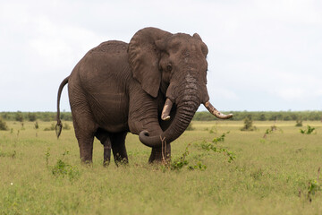 Éléphant d'Afrique, Loxodonta africana, Parc national Kruger, Afrique du Sud