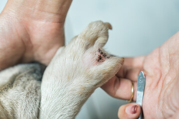 Woman hand picking a tick sucking blood on dog skin - obrazy, fototapety, plakaty