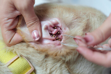 Woman hand picking a tick sucking blood on dog skin