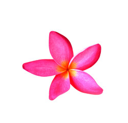 Pink  frangipani flower  on transparent png