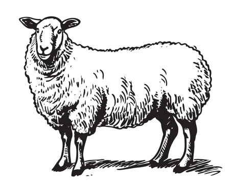 Cute Sheep breeding sketch hand drawn in doodle style illustration Cartoon