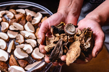 A woman's hands hold dried mushrooms against the background of an electric dryer