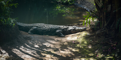 View on a crocodile in the nature