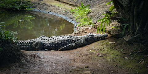 View on a crocodile in the nature