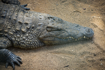 View on a crocodile in the nature