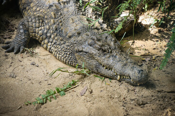 View on a crocodile in the nature