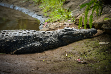 View on a crocodile in the nature