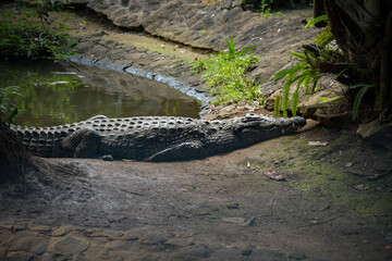 View on a crocodile in the nature