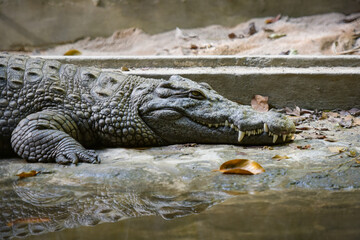 View on a crocodile in the nature