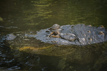 Fototapeta premium View on a crocodile in the nature