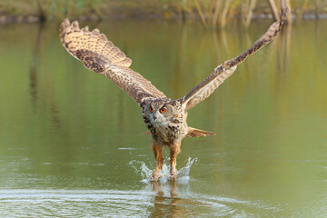 European Eagle Owl (Bubo bubo) flying over a lake in Gelderland in  the Netherlands.                