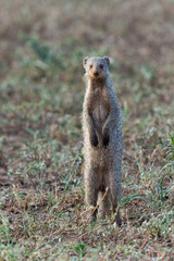 The banded mongoose (Mungos mungo) searching for food in Mashatu game reserve in the Tuli Block in Botswana