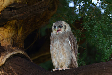 Verreaux's Eagle-owl (Bubo lacteus or Ketupa lactea) is also known as the Giant Eagle-owl sitting in a tree in Mashatu Game Reserve in the Tuli Block in Botswana