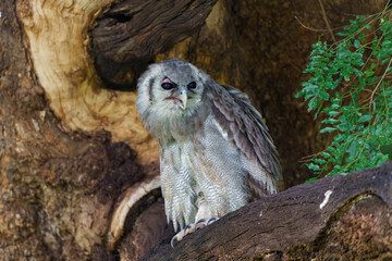 Verreaux's Eagle-owl (Bubo lacteus or Ketupa lactea) is also known as the Giant Eagle-owl sitting in a tree in Mashatu Game Reserve in the Tuli Block in Botswana