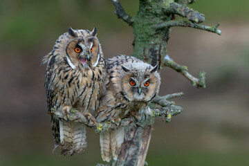 Beautiful long-eared owl (Asio otus) adult en juvenile sitting on a branch in Gelderland in the Netherlands 