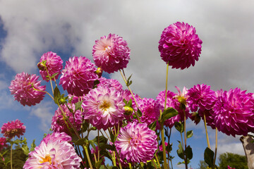 Pink dahlias against a background of blue sky and clouds in the park in autumn.
