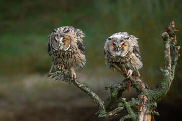 Beautiful long-eared owl (Asio otus) adult en juvenile sitting on a branch in Gelderland in the Netherlands 