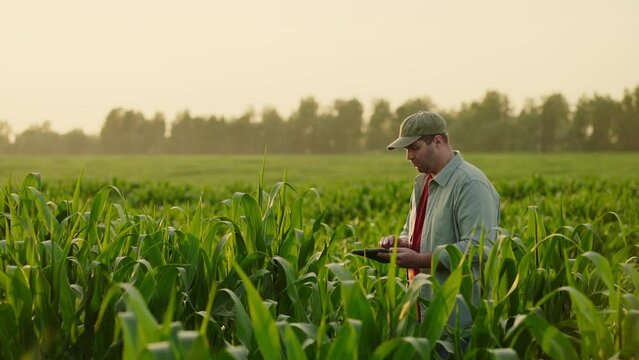Farmer In Working Clothes And Cap Standing Alone In Field Of Corn Or Maize, Making Notes In Tablet