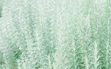 空中庭園の植栽