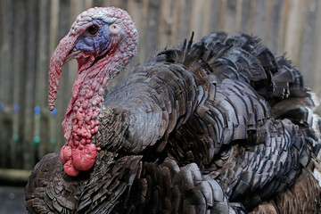 A male turkey is showing aggressive behavior to chase away other animals that enter its territory. This animal commonly cultivated by humans has the scientific name Meleagris gallopavo.