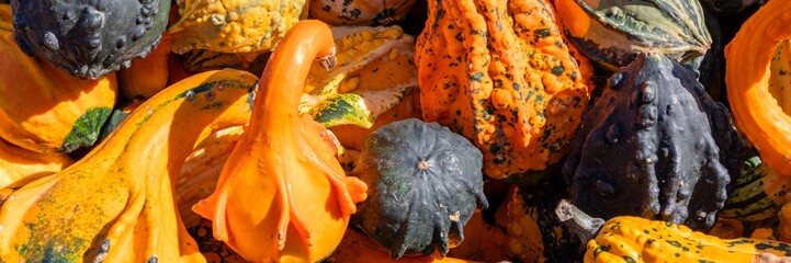 Colorful orange, yellow and green, decorative gourds background banner, autumn and holiday concept