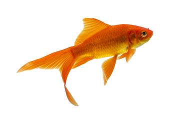 Goldfish swimming on a white background