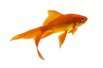 Goldfish swimming on a white background