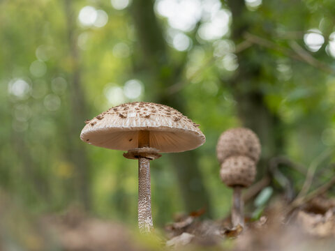 Waldweg mit einzelnem Parasolpilz, freigestellt, Bokeh