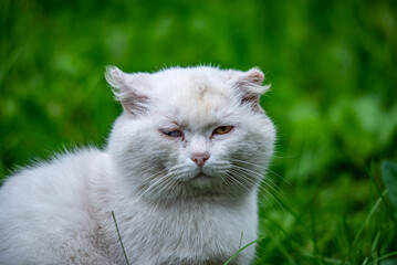 Beautiful white cat on green grass background. Portrait of a cat.