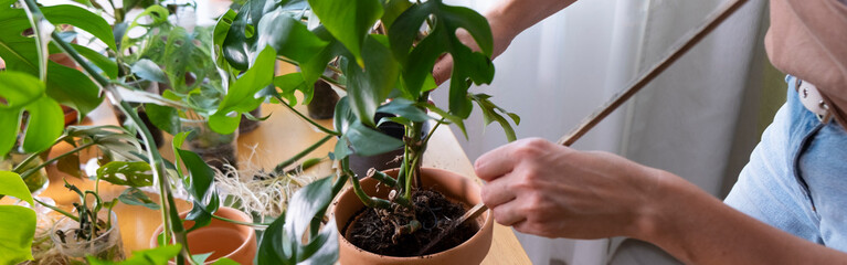 Home plants and the environment. Banner.  womans hands is transplanting  of Rhaphidophora...
