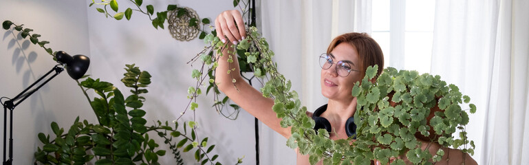 Home plants and the environment A young  woman is transplanting  of Glechoma hederacea at home. taking care  for potted plants. Ampel climbing plant . - obrazy, fototapety, plakaty