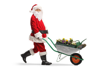 Full length profile shot of a santa claus pushing a wheelbarrow with flower pots