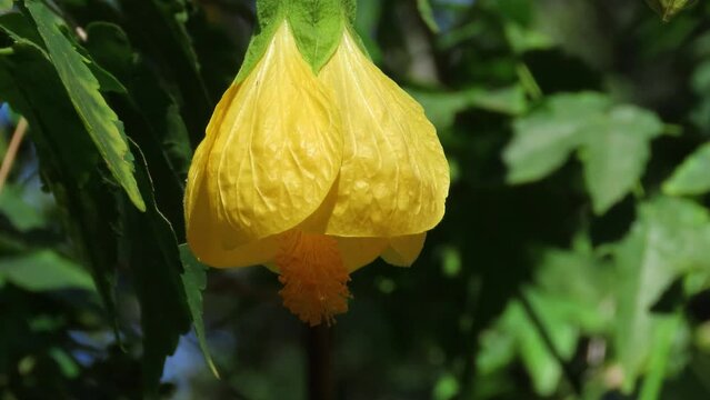 Eye-catching yellow abutilon flower on green background.
