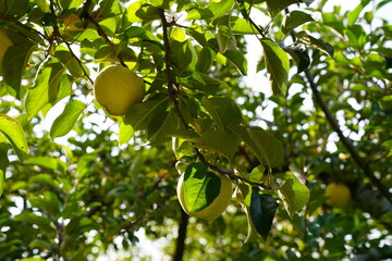 木になるシナノゴールド