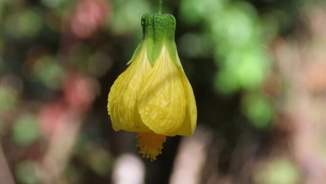 Eye-catching yellow abutilon flower on blurred background.