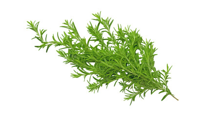 fresh green dill isolated on transparent background cutout