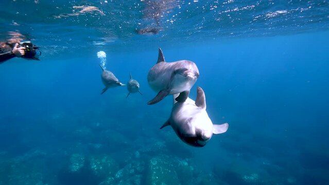ミナミハンドウイルカ18_御蔵島_ 2023.5.10-11_正面から近づいてくる