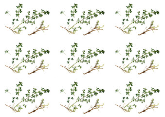 Collage of nine photographs of the herb Medicágo satíva.