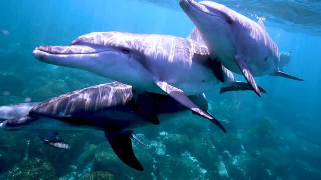 ミナミハンドウイルカ17_御蔵島_ 2023.5.10-11_正面から近づいてくる