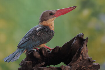 A stork-billed kingfisher was preying on a flat-tailed house-gecko on a dry tree trunk. This...