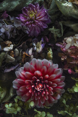 Still life, composition of dahlia flowers and hydrangea leaves on a black background.