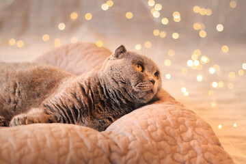 British cat in bed against the background of garland lights. A beautiful gray shorthair cat lies on a pillow. Pet and New Year or Christmas. Cat and festive background