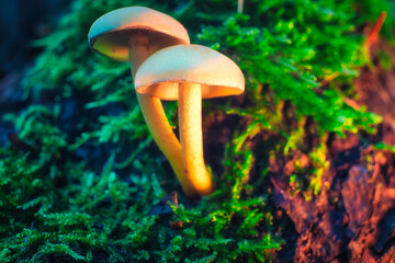 Mushroom in the Forest - Close-up - Autumn - Background - Green - Nature - Wood - Moss - Organic - Fungi - Mood - Growing - Season	