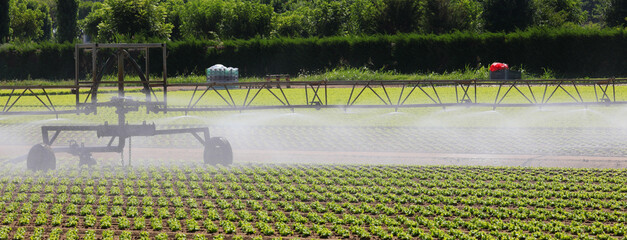 industrial agricultural sprinkle in action in summer season and lettuce