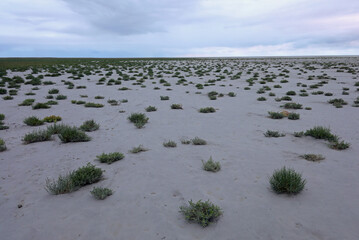 sandy plains with a few tufts of grass without people or animals in northern Europe