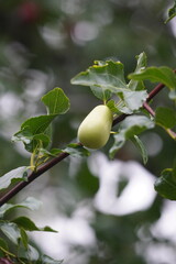 Chinese jujube on the tree