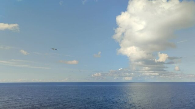 Caribbean sea, soaring bird - gannet